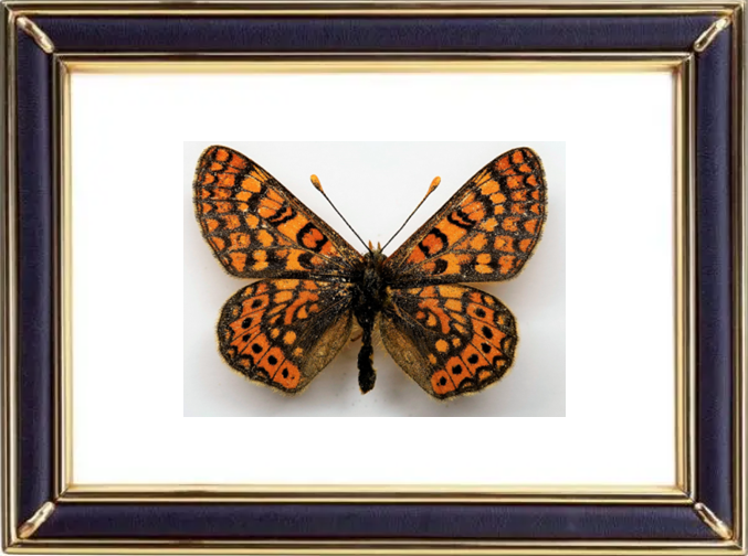 Euphydryas Aurinia & Marsh Fritillary Suppliers & Wholesalers - CF Butterfly