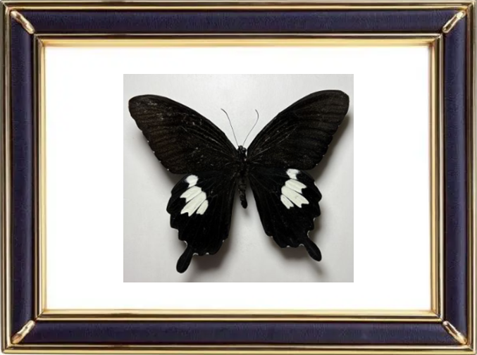 Papilio Nephelus Butterfly Suppliers & Wholesalers - CF Butterfly