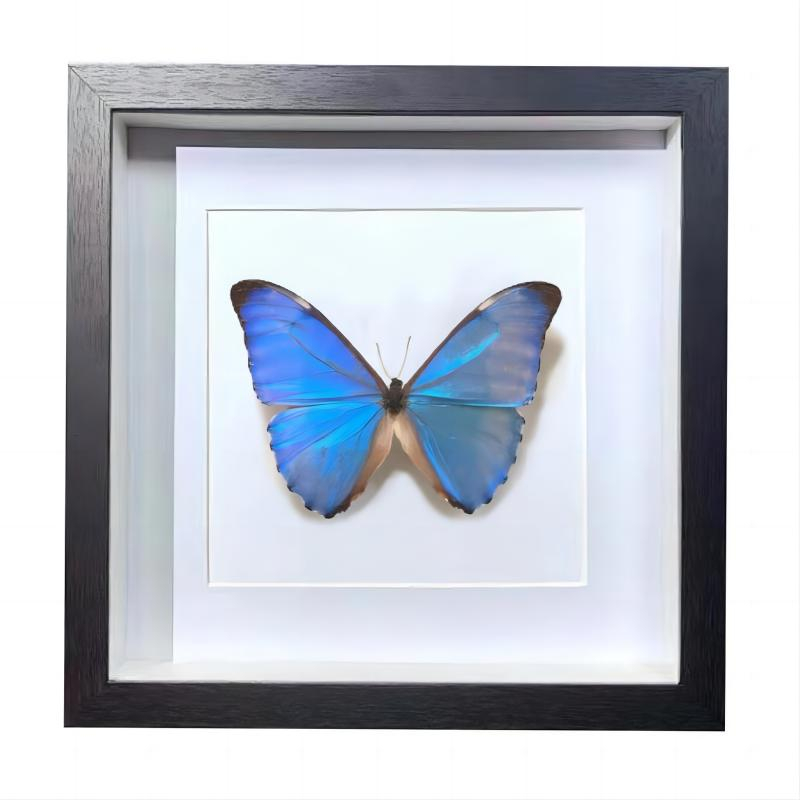 Buy Butterfly Frame Morpho Aurora Suppliers & Wholesalers - CF Butterfly