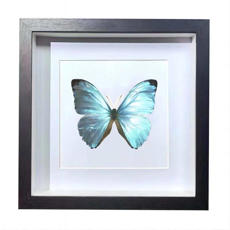 Buy Butterfly Frame Morpho Eugenia Suppliers & Wholesalers - CF Butterfly