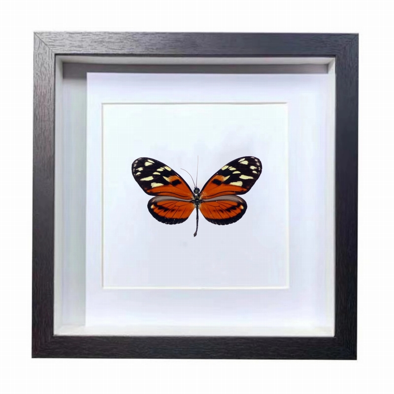 Buy Butterfly Frame Heliconius Ismenius Suppliers & Wholesalers - CF Butterfly