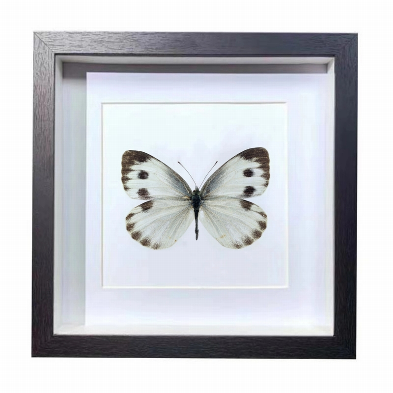 Buy Butterfly Frame Pieris Rapae Suppliers & Wholesalers - CF Butterfly