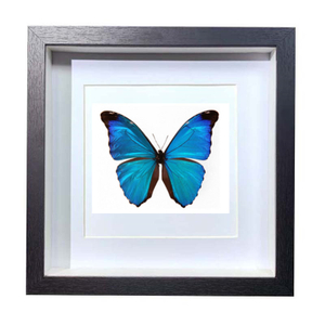 Buy Butterfly Frame Morpho Absoloni Suppliers & Wholesalers - CF Butterfly