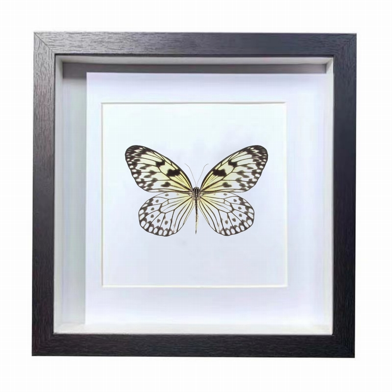 Buy Butterfly Frame Paper Kite Butterfly Suppliers & Wholesalers - CF Butterfly