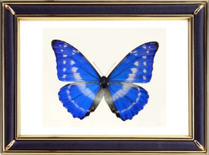 Morpho Cypris Butterfly Suppliers & Wholesalers - CF Butterfly