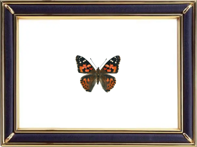 Vanessa Cardui & Painted Lady Suppliers & Wholesalers - CF Butterfly