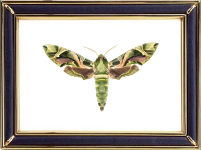 Daphnis Nerii & Army Green Moths Suppliers & Wholesalers - CF Butterfly