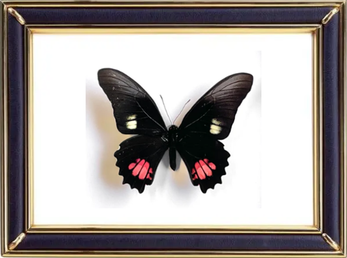Papilio Anchisiades Butterfly Suppliers & Wholesalers - CF Butterfly