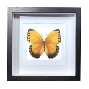 Buy Butterfly Frame Stichophthalma Howqua Suppliers & Wholesalers - CF Butterfly