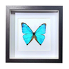 Buy Butterfly Frame Morpho Aega Suppliers & Wholesalers - CF Butterfly