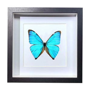 Buy Butterfly Frame Morpho Aega Suppliers & Wholesalers - CF Butterfly