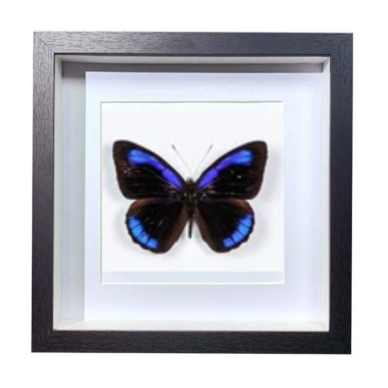 Buy Butterfly Frame Eunica Alcmena Suppliers & Wholesalers - CF Butterfly