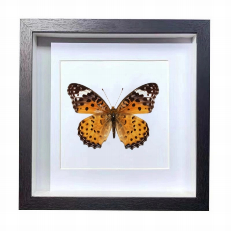 Buy Butterfly Frame Indian Fritillary Suppliers & Wholesalers - CF Butterfly