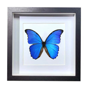 Buy Butterfly Frame Morpho Menelaus Suppliers & Wholesalers - CF Butterfly