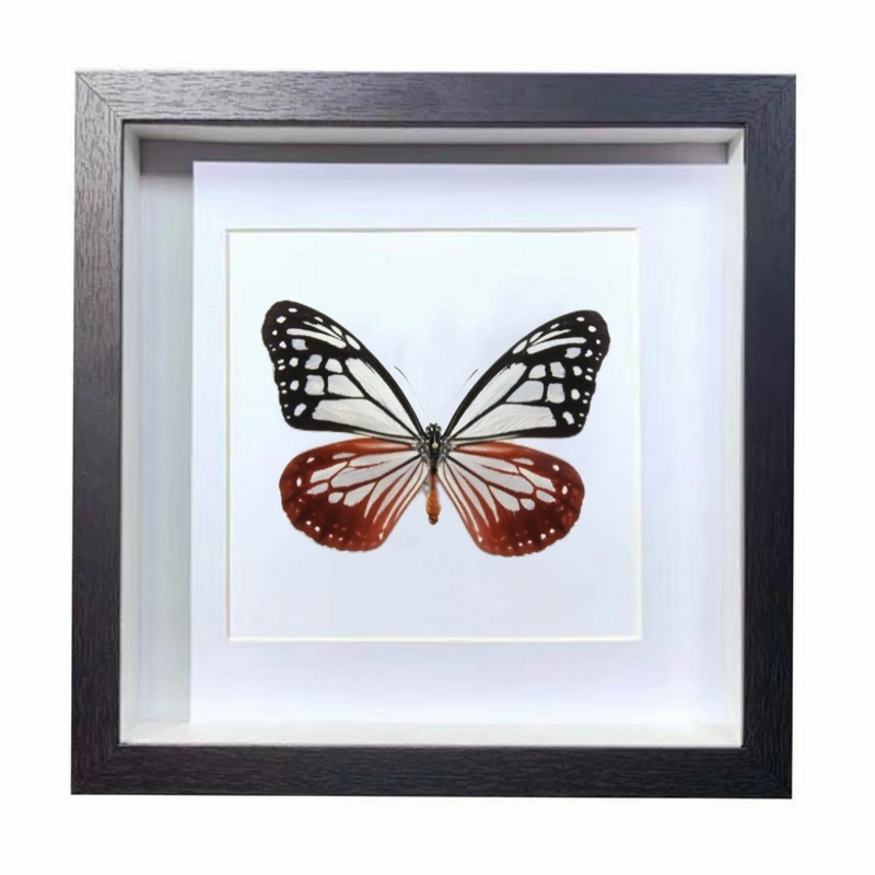 Buy Butterfly Frame Parantica Sita Suppliers & Wholesalers - CF Butterfly