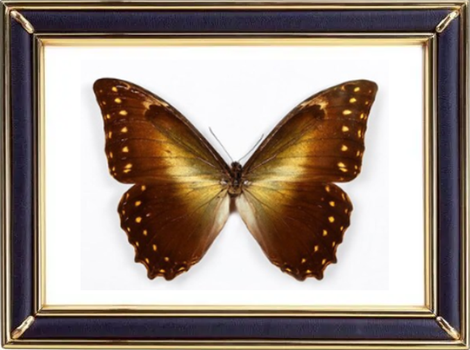 Morpho Hercules Butterfly Suppliers & Wholesalers - CF Butterfly