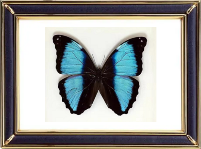 Morpho Deidamia Butterfly Suppliers & Wholesalers - CF Butterfly
