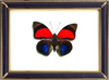 Agrias Claudina Lugens Suppliers & Wholesalers - CF Butterfly