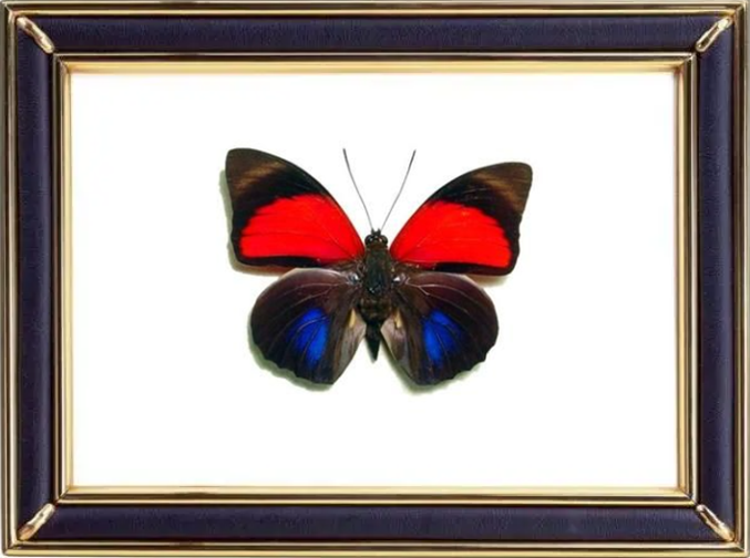 Agrias Claudina Lugens Suppliers & Wholesalers - CF Butterfly