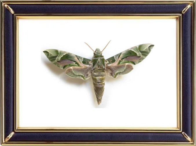 Deilephila Nerii & Oleander Hawk Moths Suppliers & Wholesalers - CF Butterfly