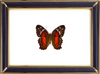 Anartia Amathea Suppliers & Wholesalers - CF Butterfly