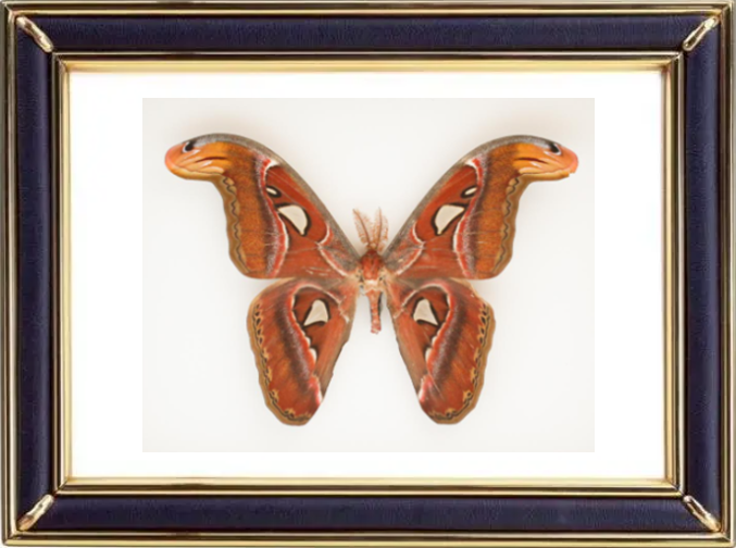 Attacus Atlas & Atlas Moths Suppliers & Wholesalers - CF Butterfly
