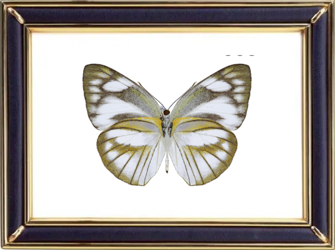 Appias Libythea Butterfly Suppliers & Wholesalers - CF Butterfly