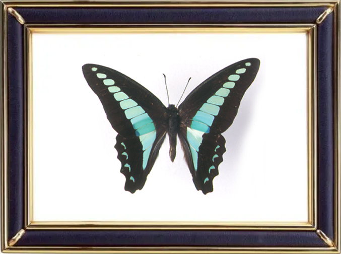 Graphium Sarpedon & Common Bluebottle Butterfly Suppliers & Wholesalers - CF Butterfly