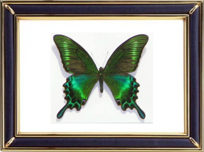 Papilio Maackii Butterfly Suppliers & Wholesalers - CF Butterfly