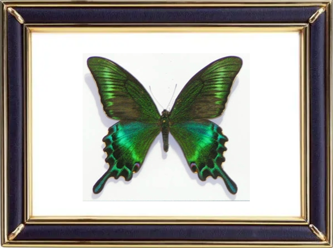 Papilio Maackii Butterfly Suppliers & Wholesalers - CF Butterfly
