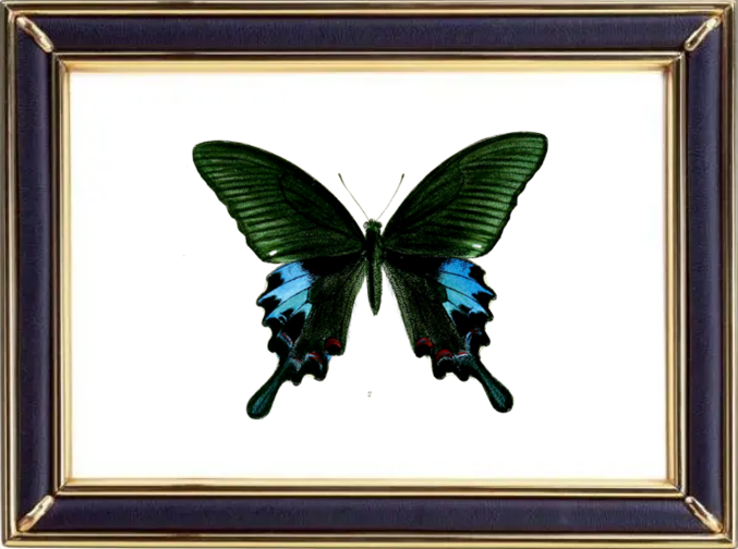 Papilio Polyctor Butterfly Suppliers & Wholesalers - CF Butterfly