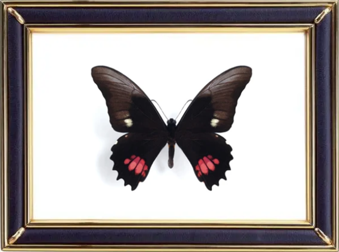 Ruby Spotted Swallowtail Butterfly Suppliers & Wholesalers - CF Butterfly