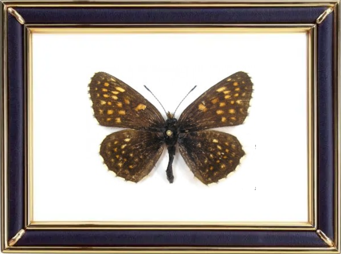 Melitaea Diamina Butterfly Suppliers & Wholesalers - CF Butterfly