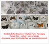 Junonia Atlites & Grey Pansy Butterfly Suppliers & Wholesalers - CF Butterfly