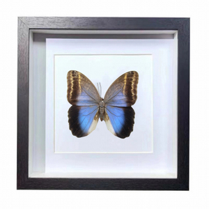 Buy Butterfly Frame Caligo Illioneus Suppliers & Wholesalers - CF Butterfly