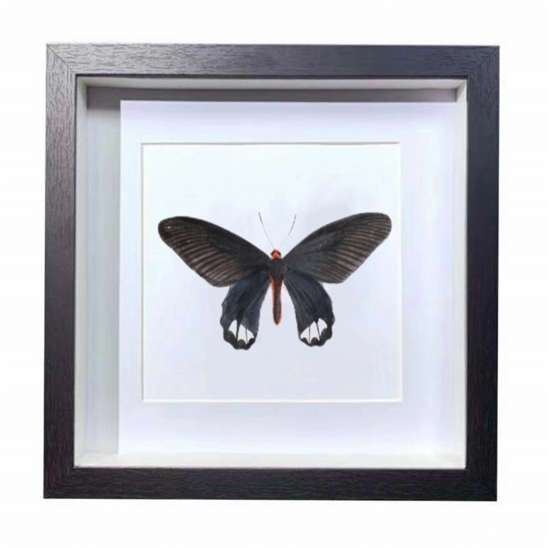 Buy Butterfly Frame Atrophaneura Varuna Suppliers & Wholesalers - CF Butterfly