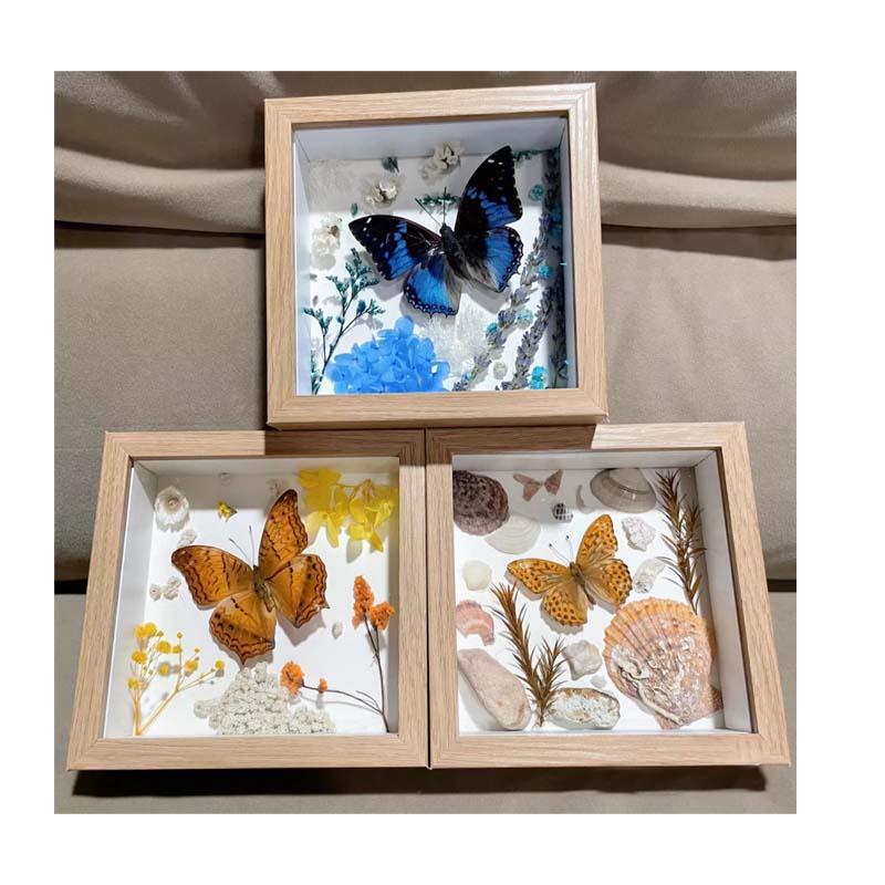 Buy Butterfly Frame Morpho Hecuba Suppliers & Wholesalers - CF Butterfly
