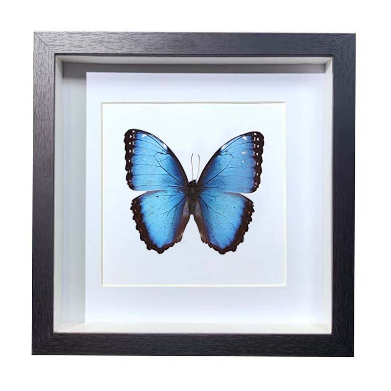 Buy Butterfly Frame Morpho Achilles Suppliers & Wholesalers - CF Butterfly