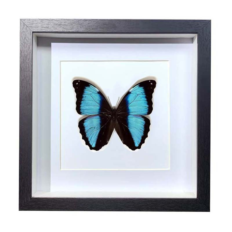 Buy Butterfly Frame Morpho Deidamia Suppliers & Wholesalers - CF Butterfly