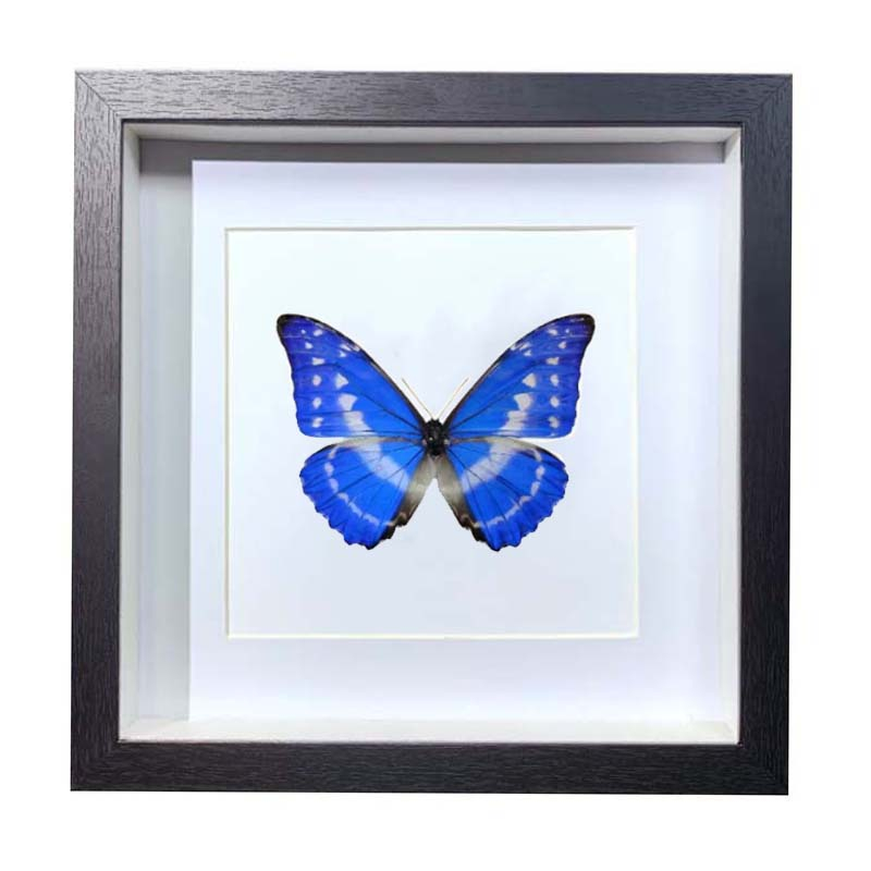 Buy Butterfly Frame Morpho Cypris Suppliers & Wholesalers - CF Butterfly