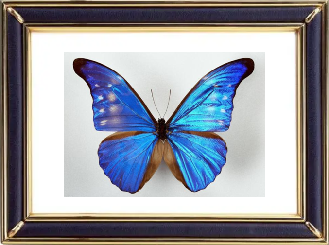 Morpho Rhetenor Butterfly Suppliers & Wholesalers - CF Butterfly