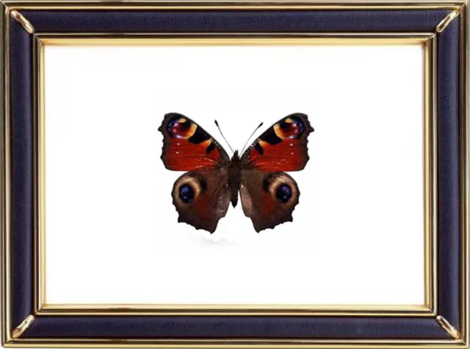 Peacock Butterfly & Aglais Io & Inachis Io Suppliers & Wholesalers - CF Butterfly
