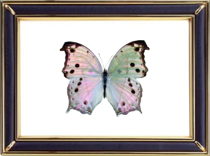 Mother of Pearl Butterfly Suppliers & Wholesalers - CF Butterfly