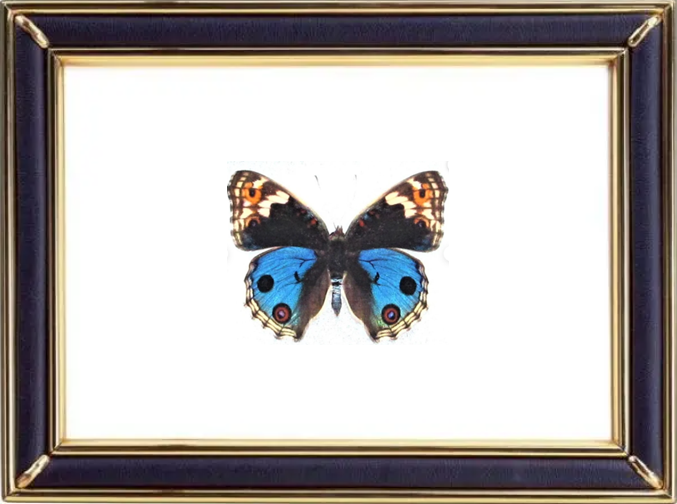 Junonia Orithya & Blue Pansy Butterfly Suppliers & Wholesalers - CF Butterfly