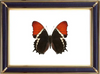 Siproeta Epaphus Suppliers & Wholesalers - CF Butterfly