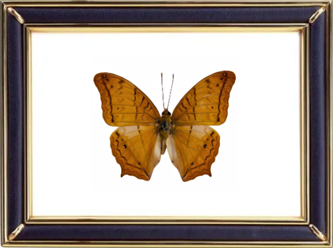 Vindula Erota & Vindula Dejone Butterfly Suppliers & Wholesalers - CF Butterfly