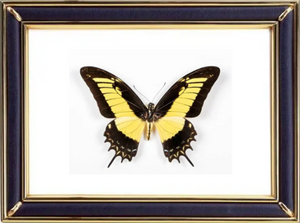 Papilio Androgeus & Queen Swallowtail Butterfly Suppliers & Wholesalers - CF Butterfly