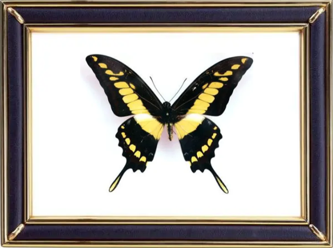 Papilio Thoas & King Swallowtail Butterfly Suppliers & Wholesalers - CF Butterfly