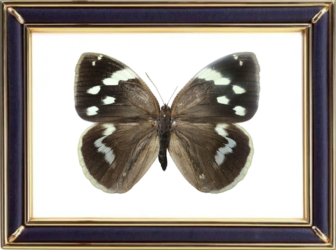 Dynastor Darius Butterfly Suppliers & Wholesalers - CF Butterfly