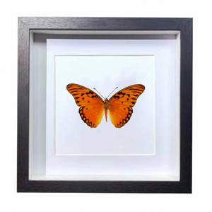 Buy Butterfly Frame Agraulis Vanillae Suppliers & Wholesalers - CF Butterfly